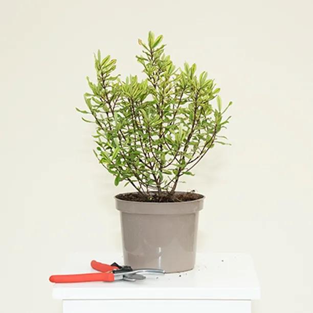 Celebration Hebe Plant in 2 Litre Pot