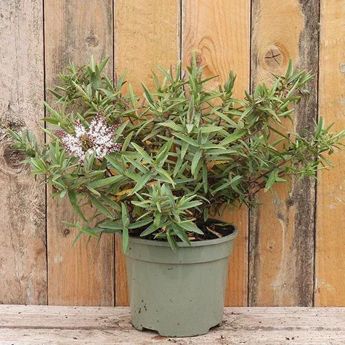 Marshmallow Hebe Plant in 2 Litre Pot
