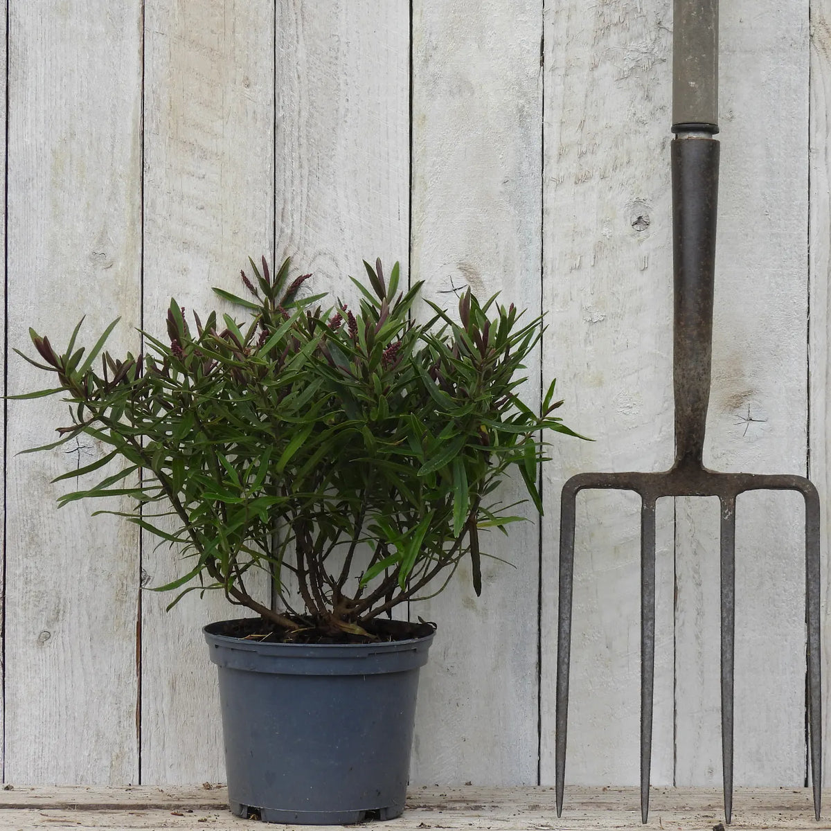 Potted hebe next to a garden fork against a wooden background