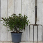 Potted hebe next to a garden fork against a wooden background