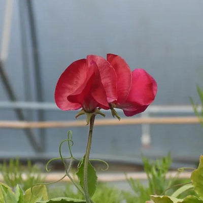 Henry Thomas Sweet Pea Flowers
