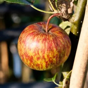Hereford Redstreak cider apples on the tree
