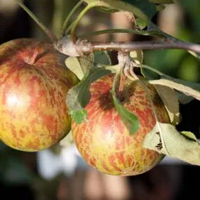 Bareroot Hereford Redstreak cider apple tree