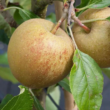 Herefordshire Russet Apple Tree – Cox Taste; Stores Well