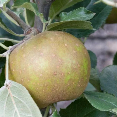 Herefordshire Russet Apples on the tree