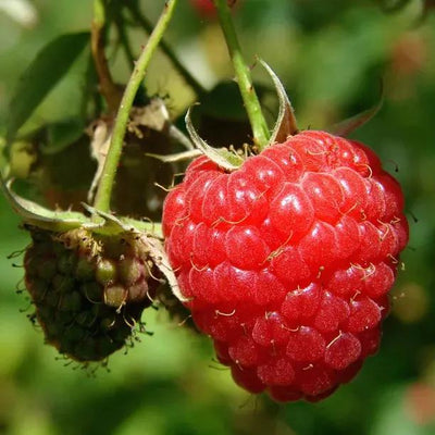 Heritage Raspberries on the bush