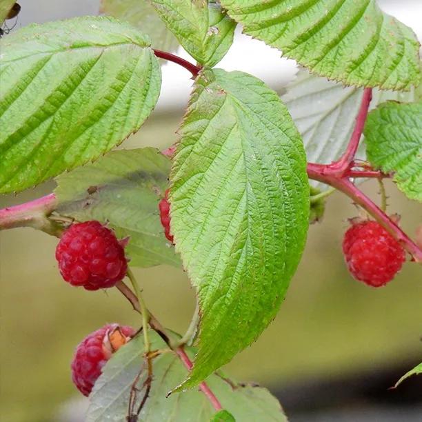 Heritage Raspberry Fruit on the Bush on the Bush