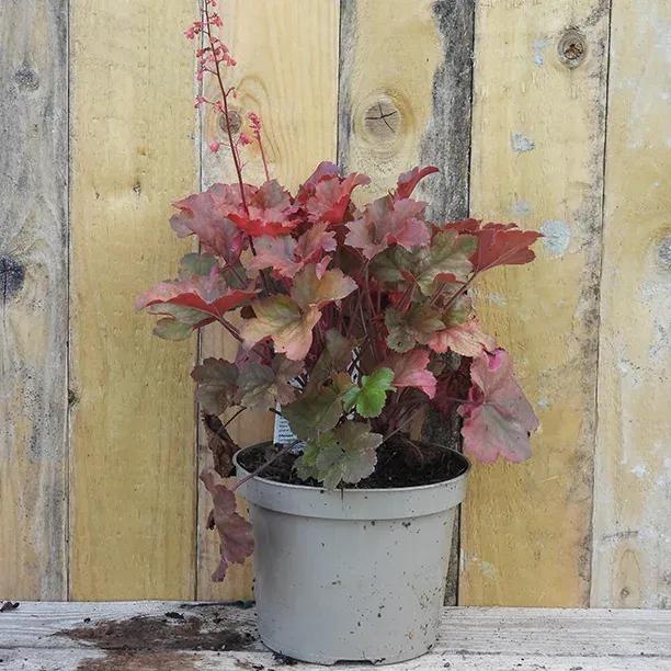 Cherry Cola Heuchera Plant in 2 Litre Pot