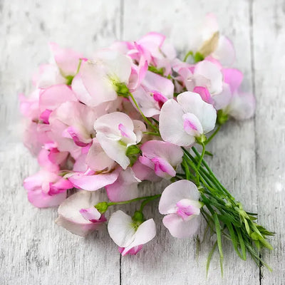 High Society Sweet Pea Flowers