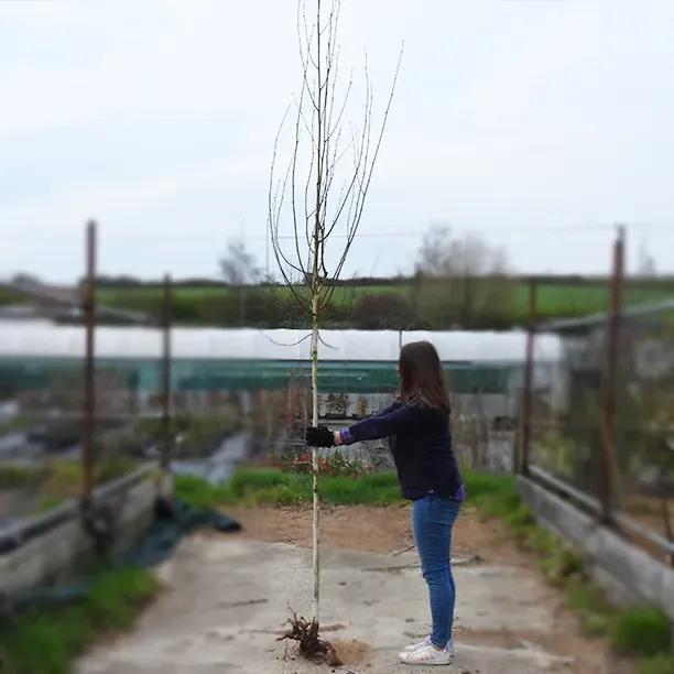 Bareroot Himalayan Birch 8cm to 10cm girth Standard Tree