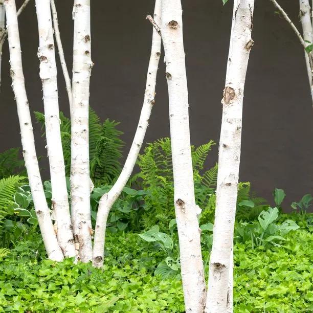 Mature Himalayan Birch Trees with gorgeous white bark