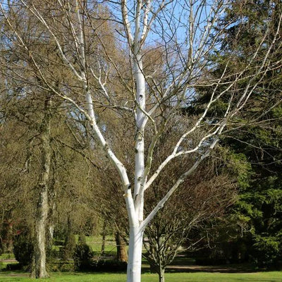 Mature Himalayan Birch Tree in Winter