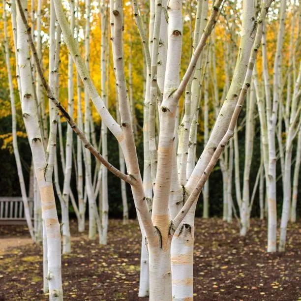 Stand of Himalayan Birch trees