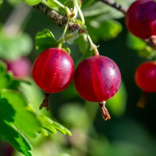 Hinnonmaki Red Gooseberries on the bush