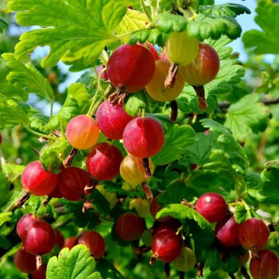Hinnonmaki Red Gooseberries on the bush