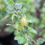 Hinnonmaki Yellow Gooseberry Fruit