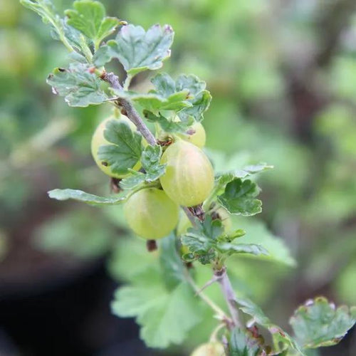 Hinnonmaki Yellow Gooseberry Fruit