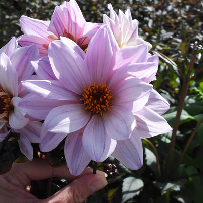 Pink dahlia flowers with orange centers held by a hand in a garden setting with green foliage in the background.