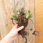 Bareroot Honeoye Strawberry Plants