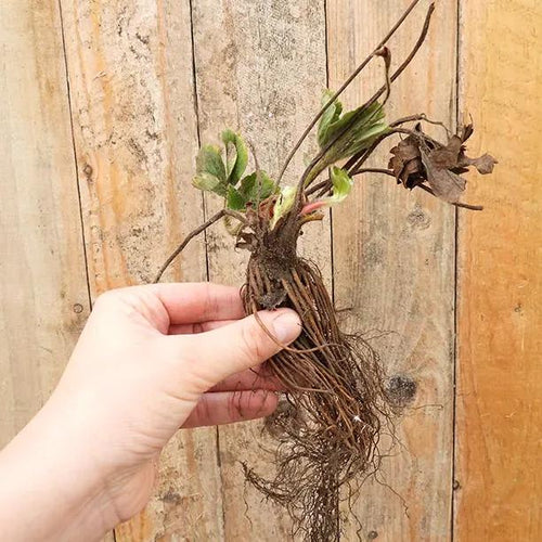 Bareroot Honeoye Strawberry Plants