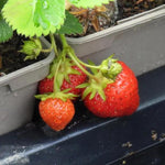 Honeoye Strawberries