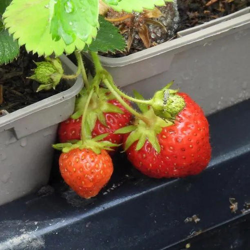 Honeoye Strawberries