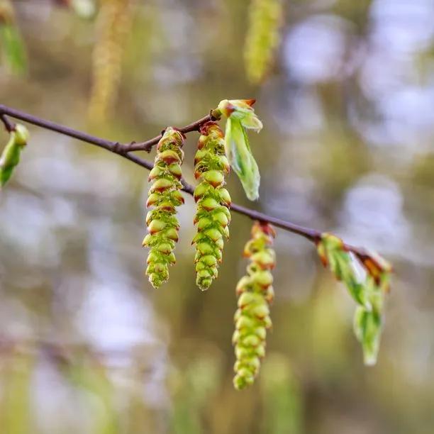 Hornbeam Tree Catkins in Spring