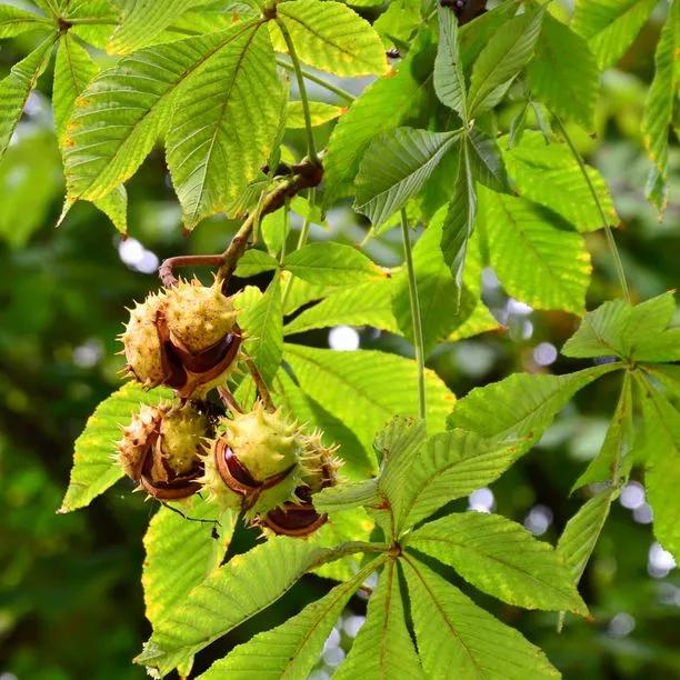 Horse Chestnuts / conkers on the tree
