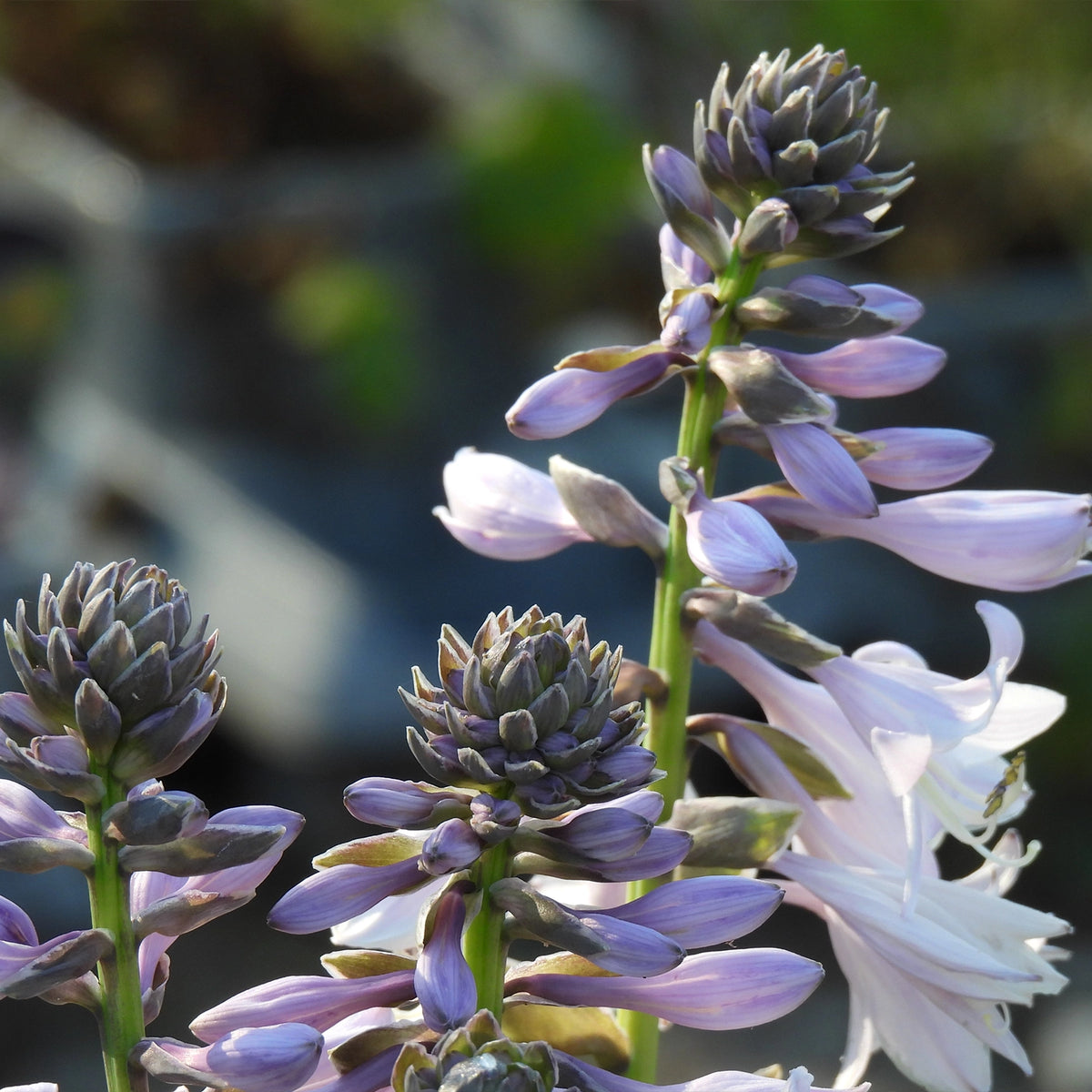 Close-up of light purple and white flowers with clustered buds on green stems, photographed outdoors against a softly blurred natural background.