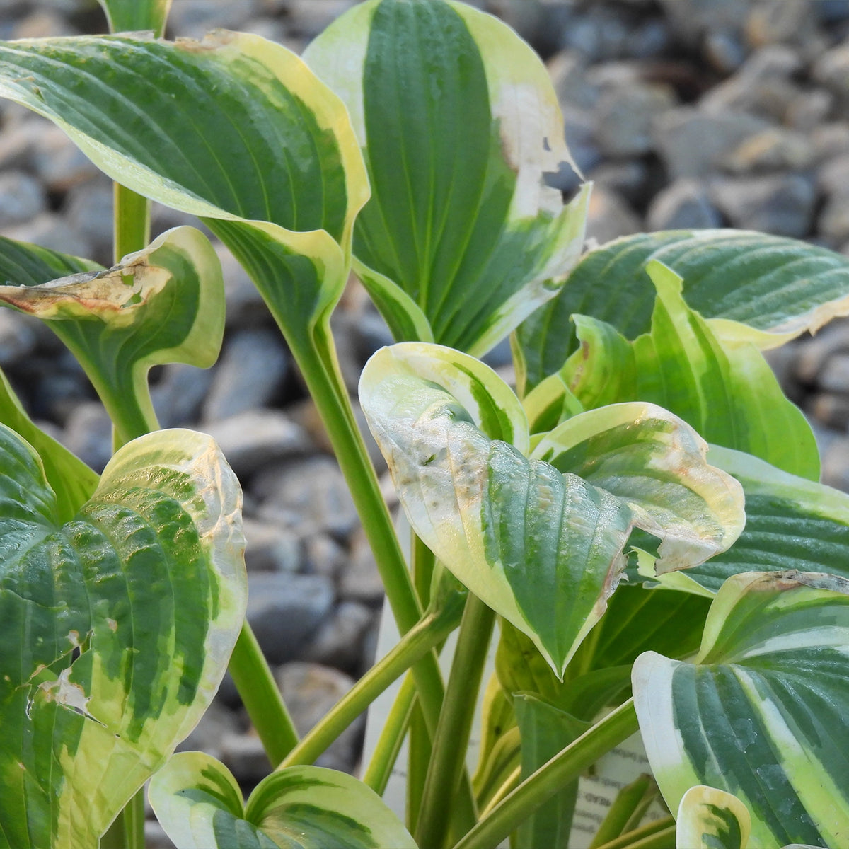 Close-up of variegated hosta leaves with green and creamy yellow margins, photographed outdoors against a blurred bed of gray stones.