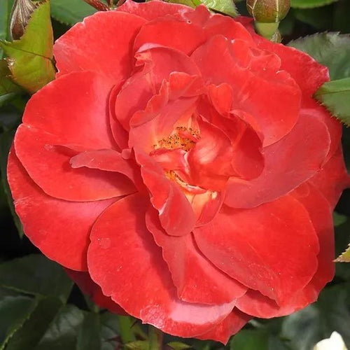Hot Chocolate Red Rose Flowers