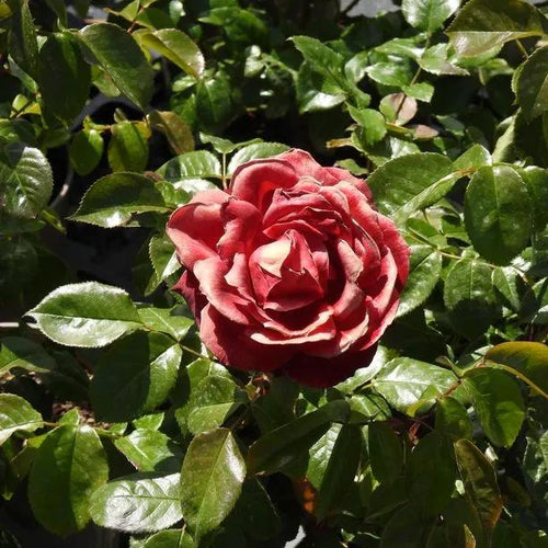 Hot Chocolate Rose Flowers