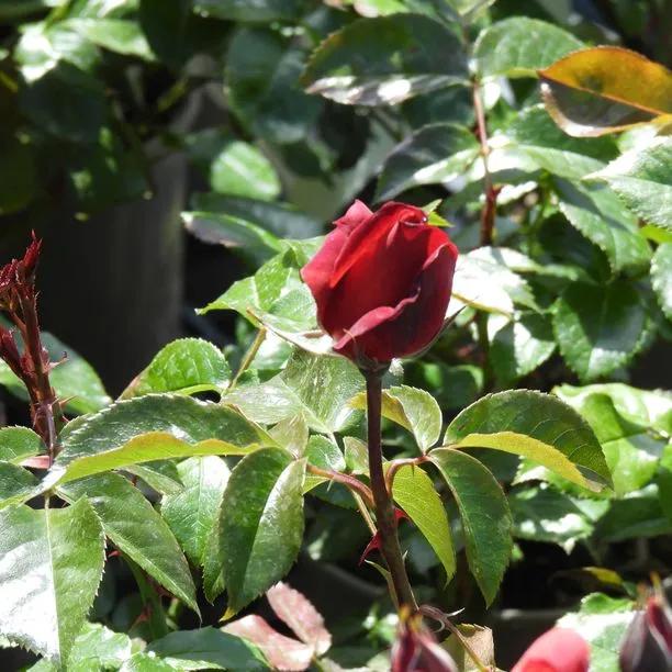 Hot Chocolate Rose Flowers