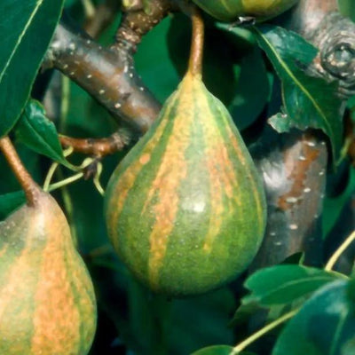 Humbug Easter Pears  on the tree