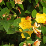 Hidcote Gold St John's Wort Flowers