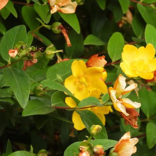 Hidcote Gold St John's Wort Flowers