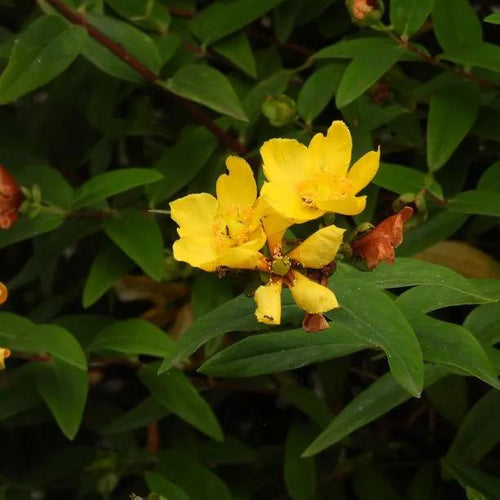 Hidcote Gold St John's Wort Flowers