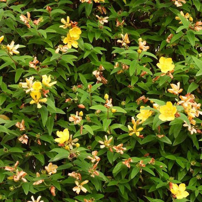 Hidcote Gold St John's Wort Flowers