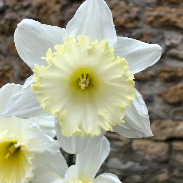 Ice Follies White with Yellow Centre Daffodil Flowers