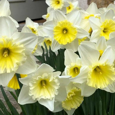 Ice Follies Daffodil Flowers