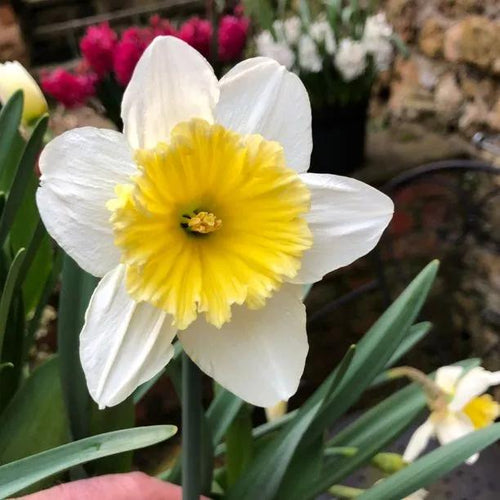 Ice Follies Daffodil Flowerhead