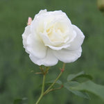 Iceberg Floribunda Rose Flowers