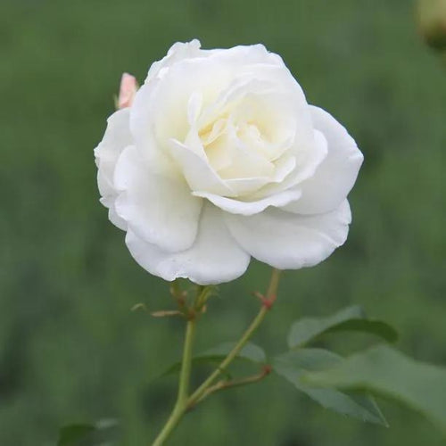 Iceberg Floribunda Rose Flowers