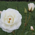 Iceberg Floribunda Rose Flowers