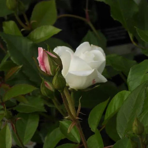 Iceberg Floribunda Rose Flowers