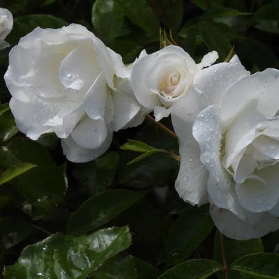 Iceberg Floribunda Rose Flowers