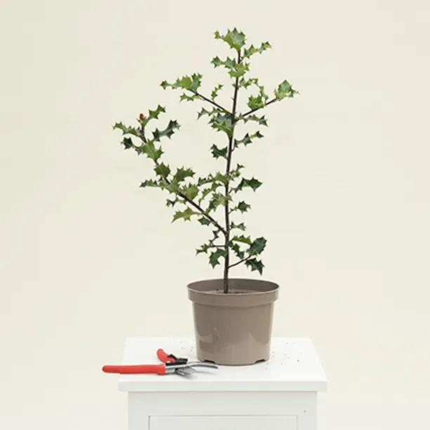 Green Holly Hedge Plant in 2 Litre Pot, 40-60cm tall