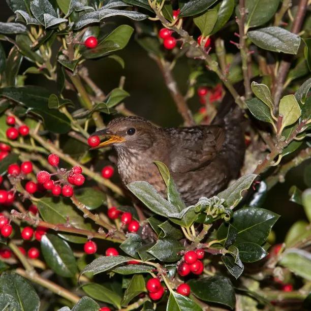 Ilex aquifolium berries getting gobbled