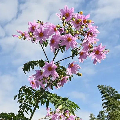 Giant Tree Dahlia Flowers