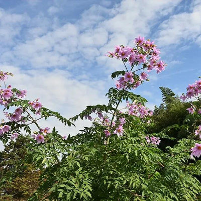 Giant Tree Dahlia Leaves and Flowers